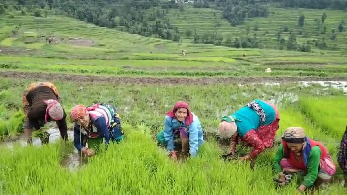उत्तराखंड में धान के प्रत्यारोपण के साथ हरे रंग के खेत, पसीना मातृ शक्ति, वीडियो देखें