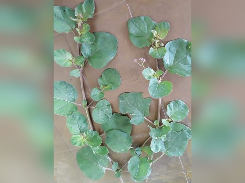 एक सिंथेटिक दवा नहीं, एक प्राकृतिक वरदान सती है!