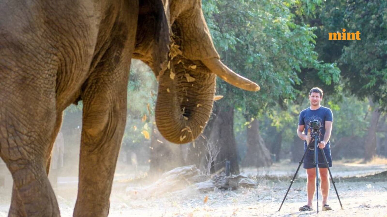 ‘Never forget they are wild’: Elephant tramples 39-year-old millionaire to death; animal lover declared dead at scene