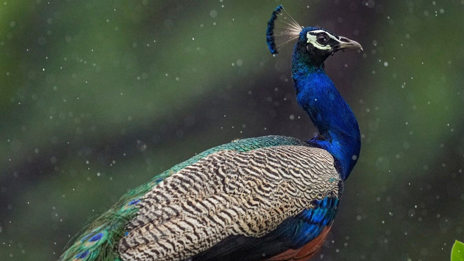 New Delhi: A peacock perches atop a tree branch during rain at the National Zoological Park (NZP), in New Delhi, Thursday, July 10, 2025. (PTI Photo/ Kamal Kishore) (PTI07_10_2025_000238B)
