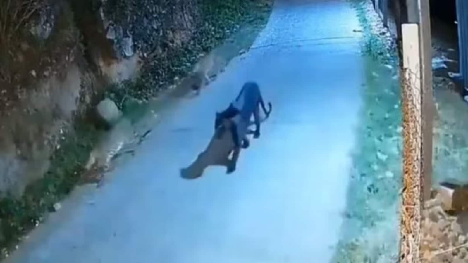 Screengrab from the viral video.