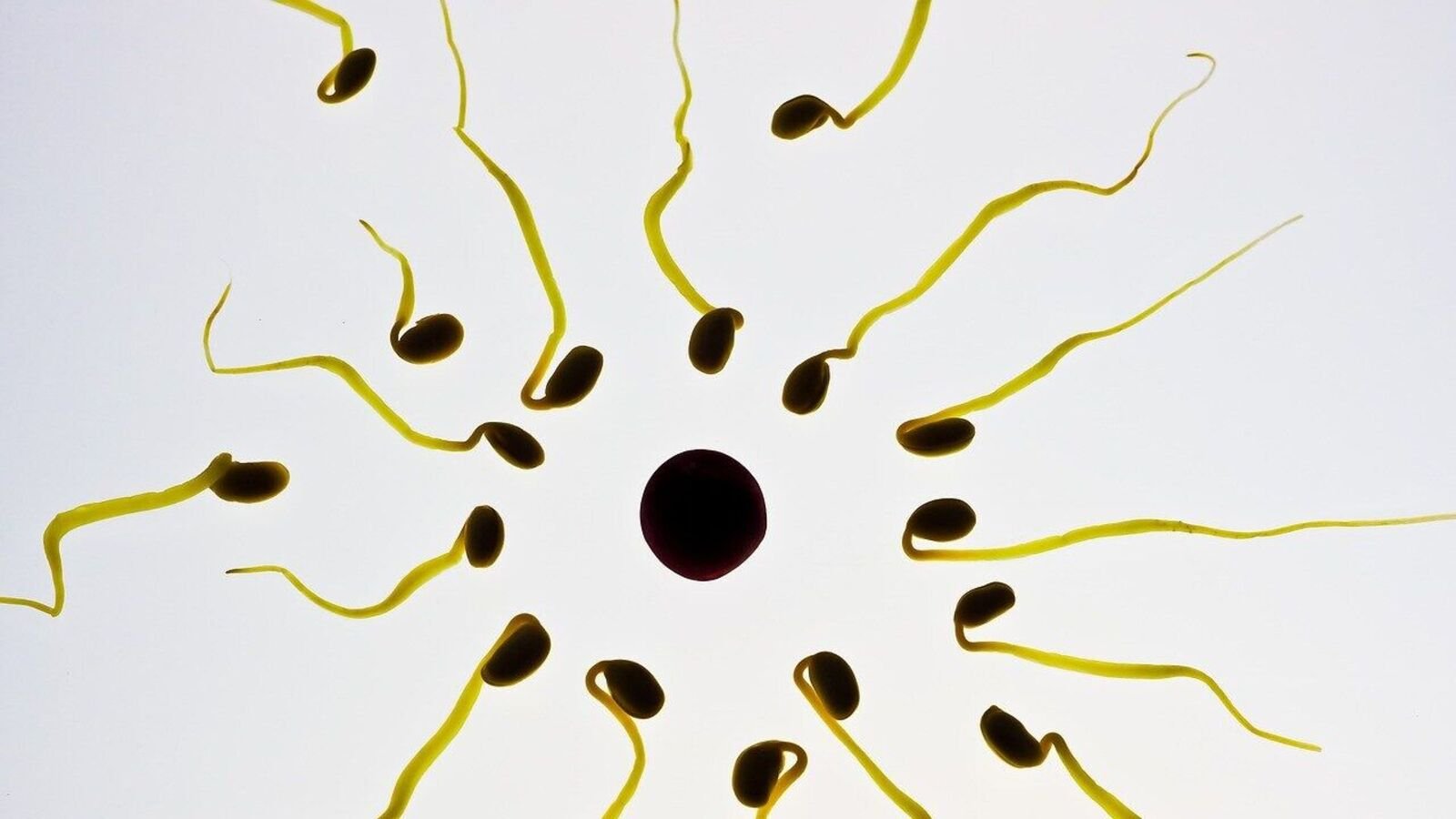 Pill that temporarily stops sperm without hormones, passes safety test (Representational image)