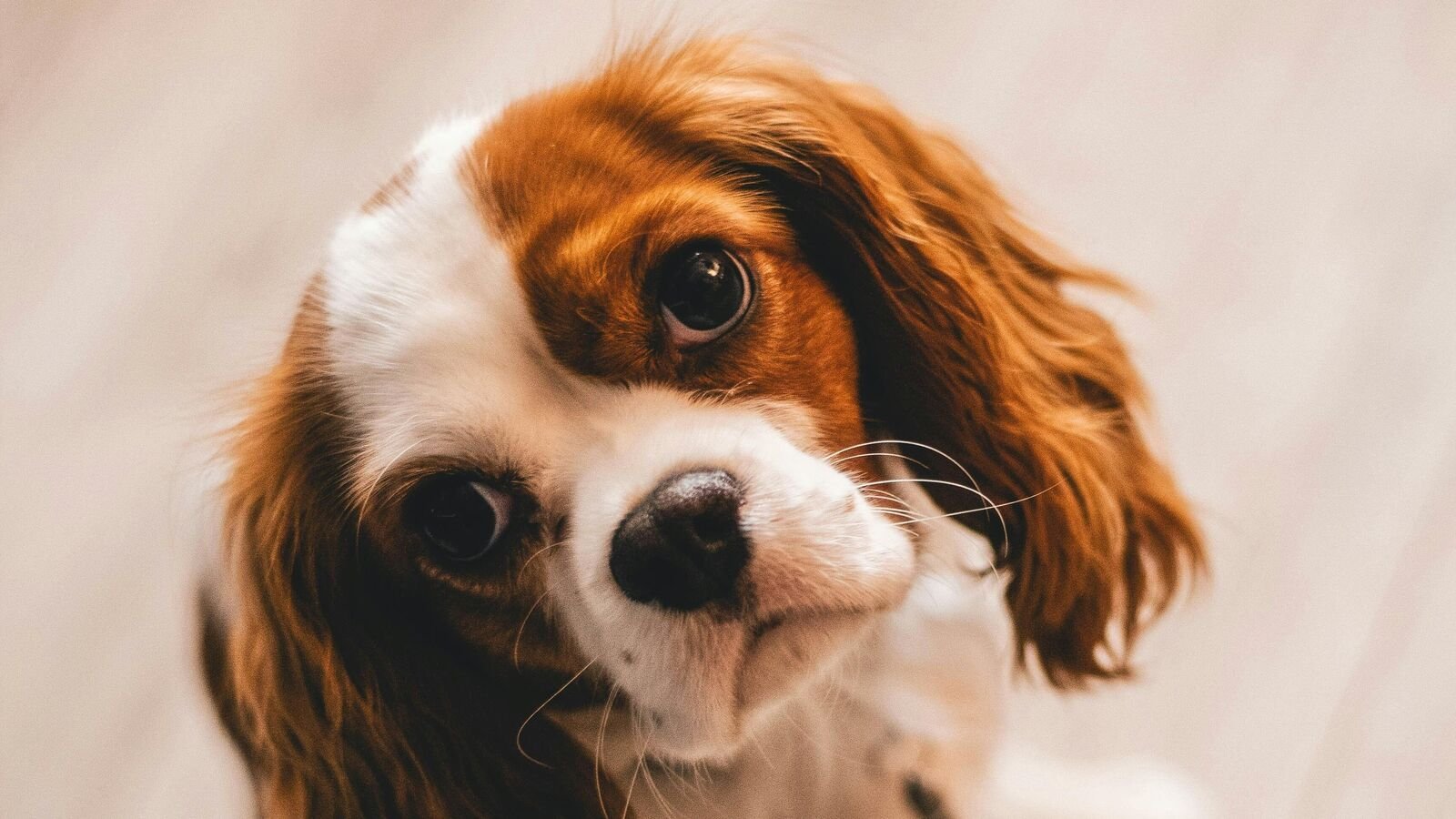Pet clinic runs over sick dog for insurance money, tells owner to ‘accept his death’