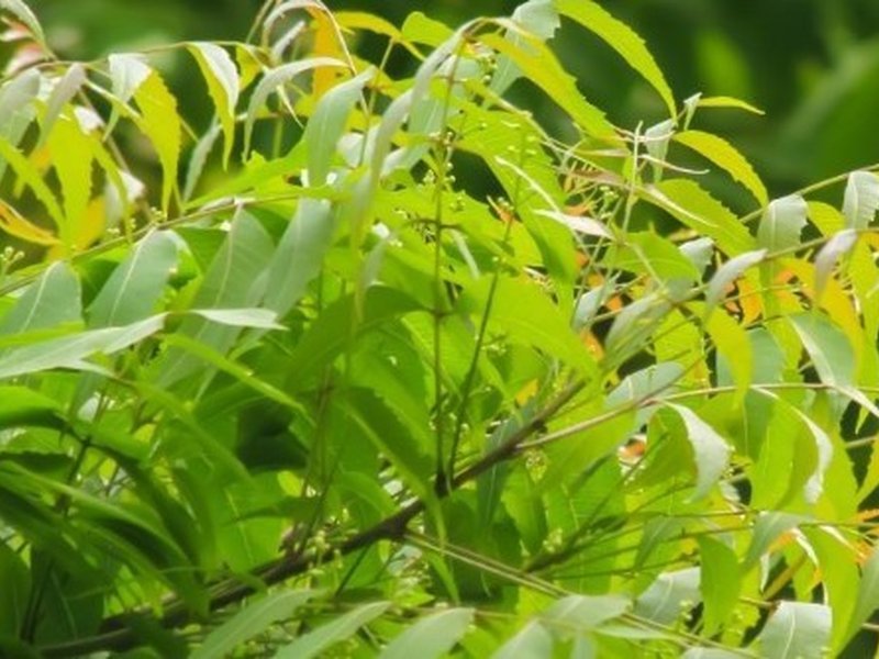 बारिश में 'नीम' का महत्व बढ़ता है, संक्रमण सहित इन समस्याओं की छुट्टी तय हो जाती है!