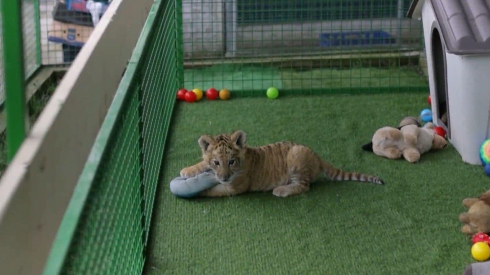 9-week-old male liger cub playing at a private zoo in Zaharesti.