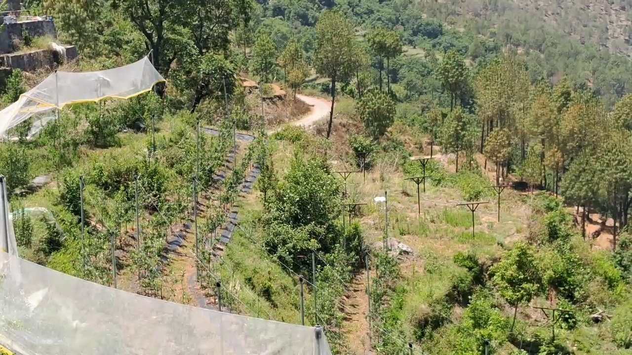 सविता रावत सेब की खेती