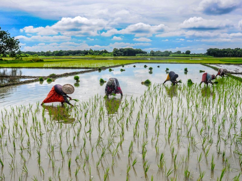 अमेरिकी टैरिफ के बारे में सरकार की रणनीति, कृषि-देश क्षेत्र में कोई समझौता नहीं