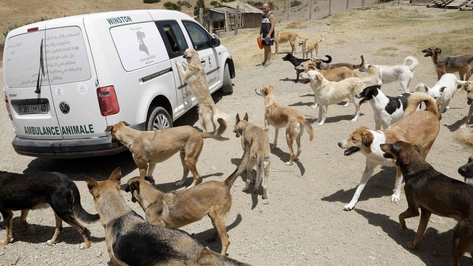 In Bengaluru, a 70-year-old man was mauled to death by stray dogs outside his home.