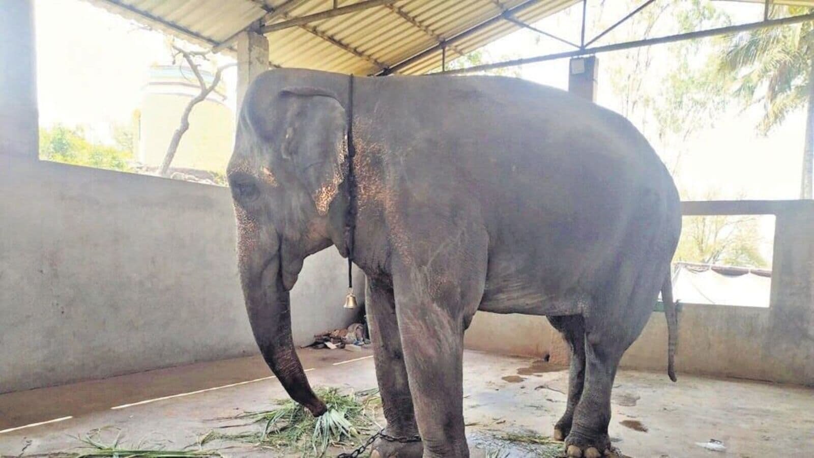 Elephant Madhuri to return from Vantara to Kolhapur if court allows: Maharashtra CM Devendra Fadnavis shares ‘good news’