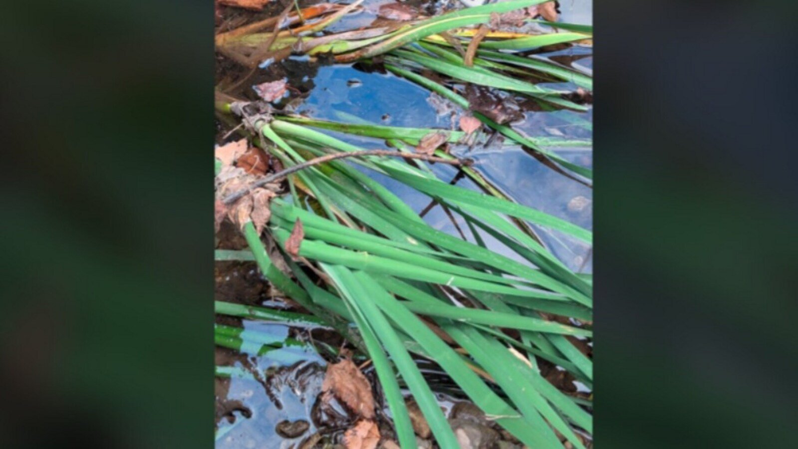 Optical illusion: The image looks simple enough at first glance: a patch of dried brown leaves scattered alongside green plants, with a shimmer of water running through the scene.