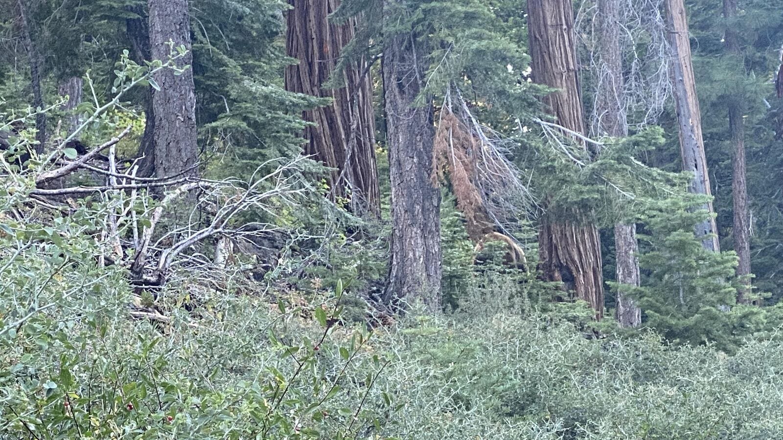 Spot the hidden bear in this viral optical illusion challenge