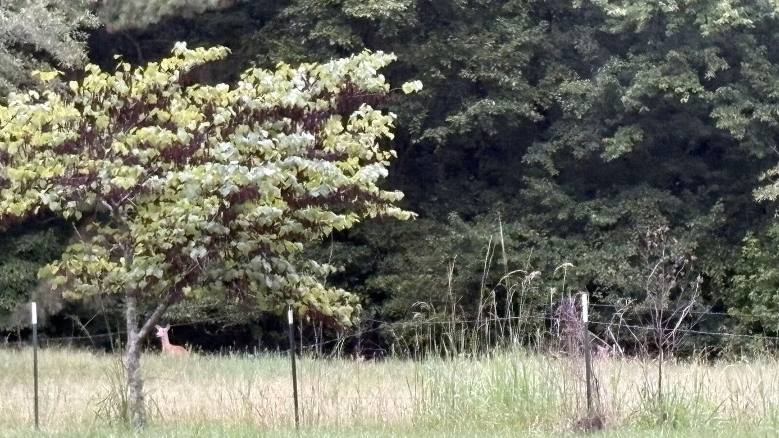 Can you spot all the deer hidden in this picture?