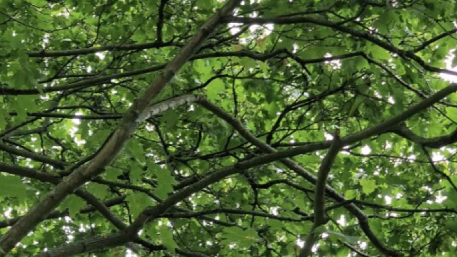 Optical illusion: Can you spot the bird in less than 10 seconds?