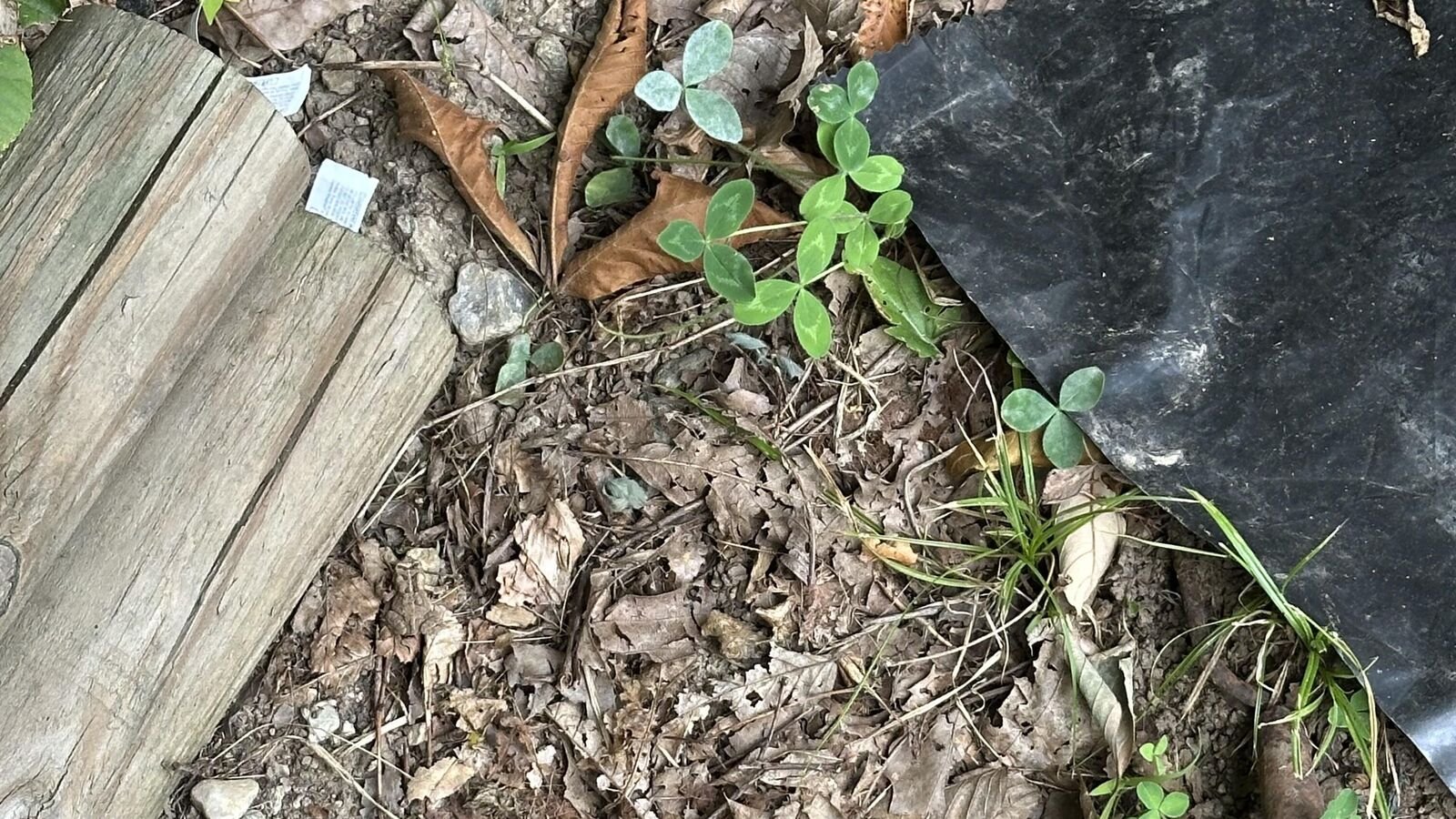 Optical illusion: Can you spot the frog?