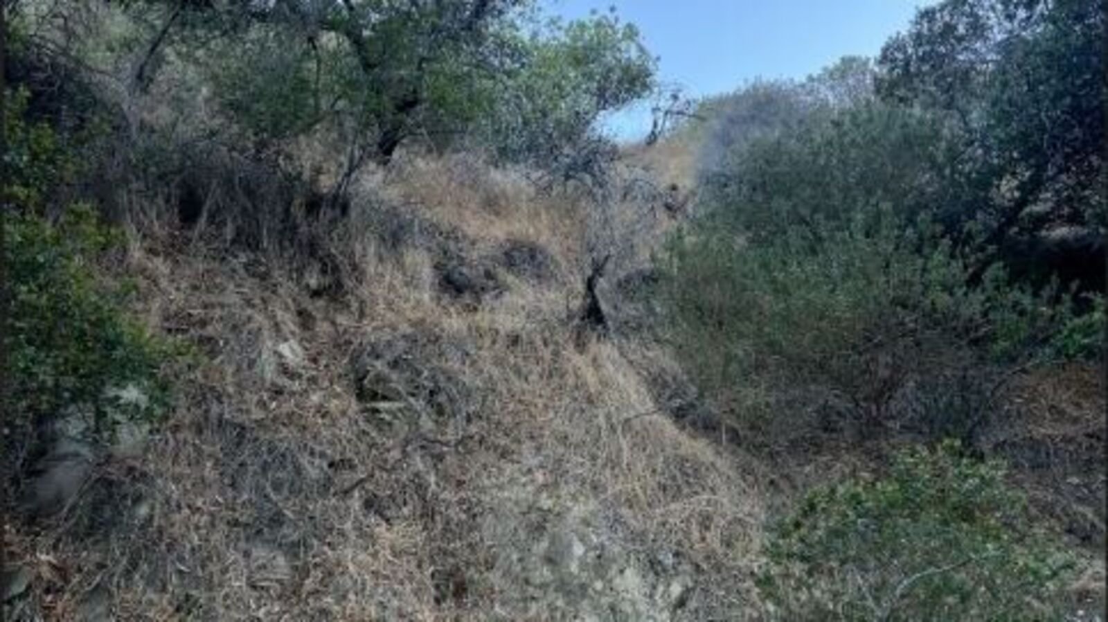 Optical illusion: Spot the island fox in the viral image