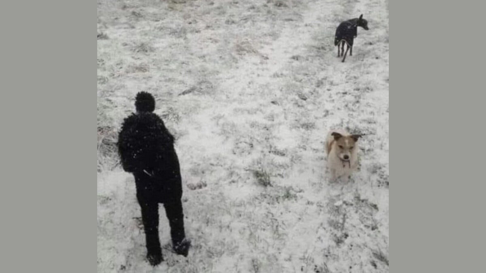 Can you spot the third dog in this image?