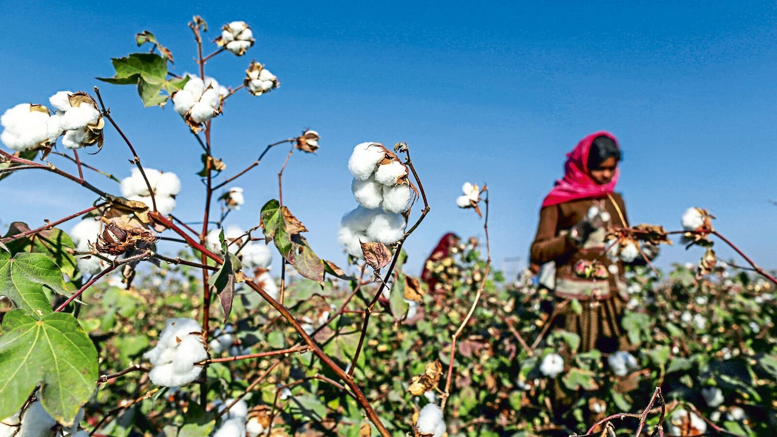 Central Government has extended the import duty exemption on cotton till 31st December 2025.