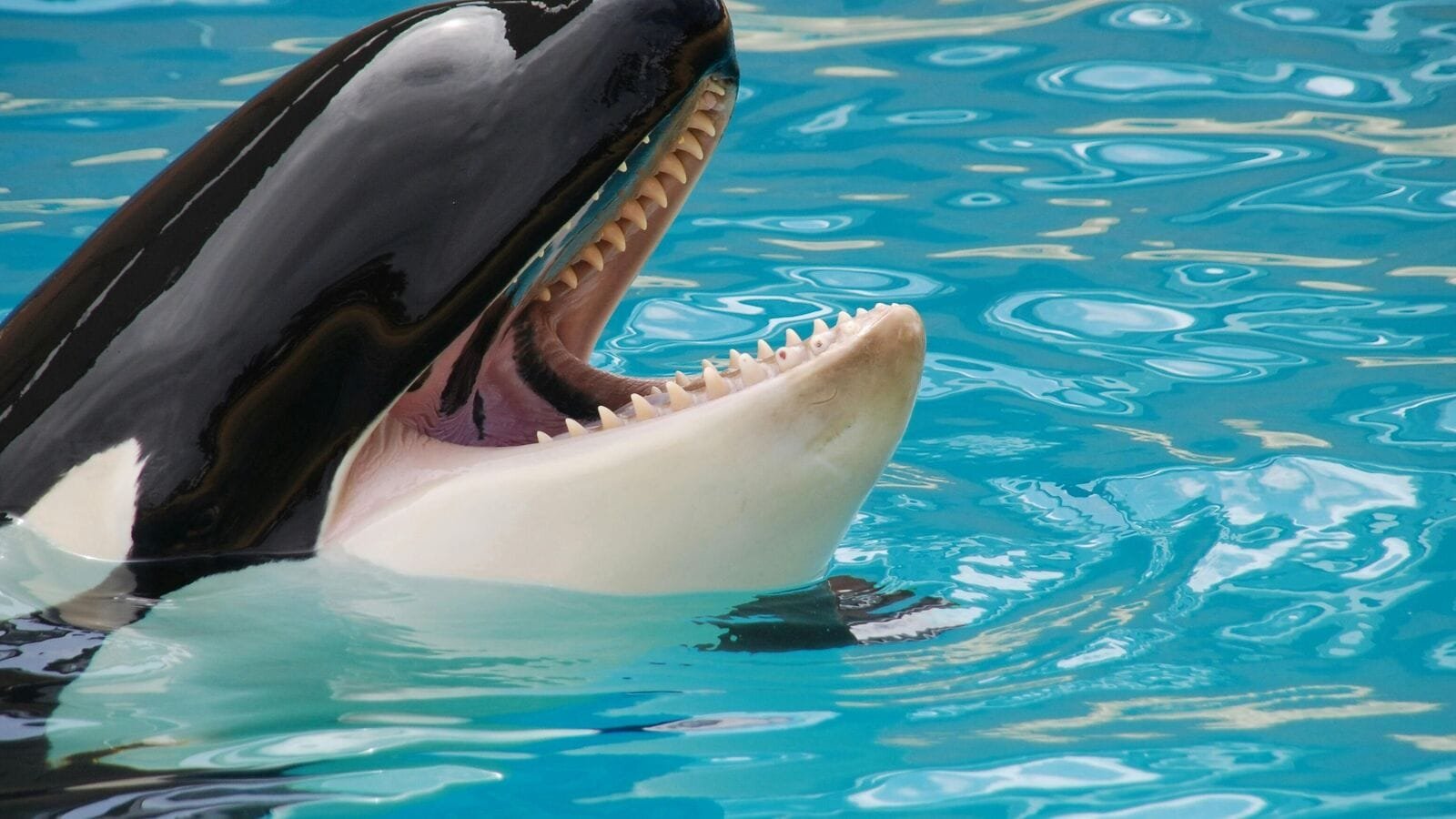 जेसिका रेडक्लिफ कौन है? 23-आईर-पुराने मरीन ट्रेनर वायरल ऑर्का अटैक वीडियो में हर किसी के बारे में बात कर रहे हैं