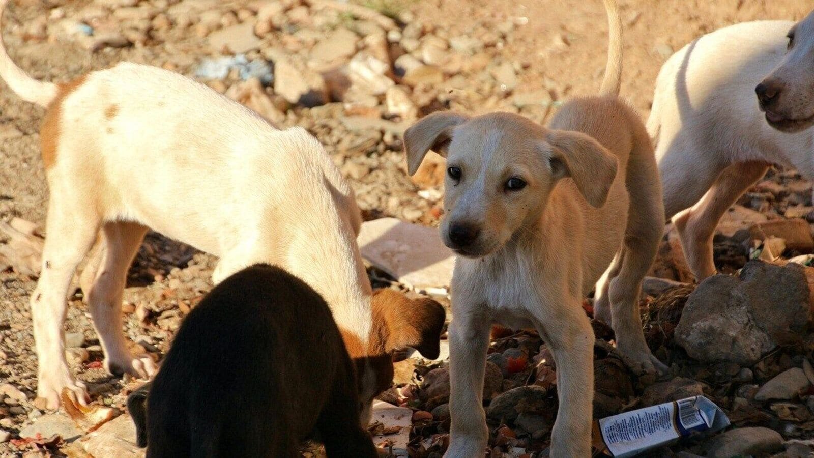 Supreme Court’s stray dog order sparks mixed reactions.