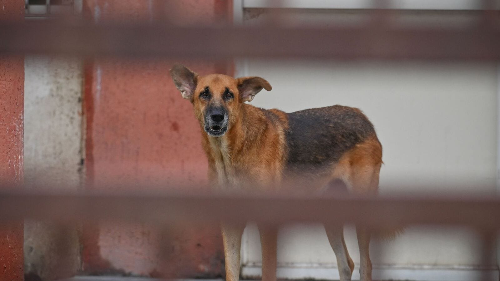 Punjab Minister Orders Inquiry After Dog Carries Severed Infant Head Near Hospital