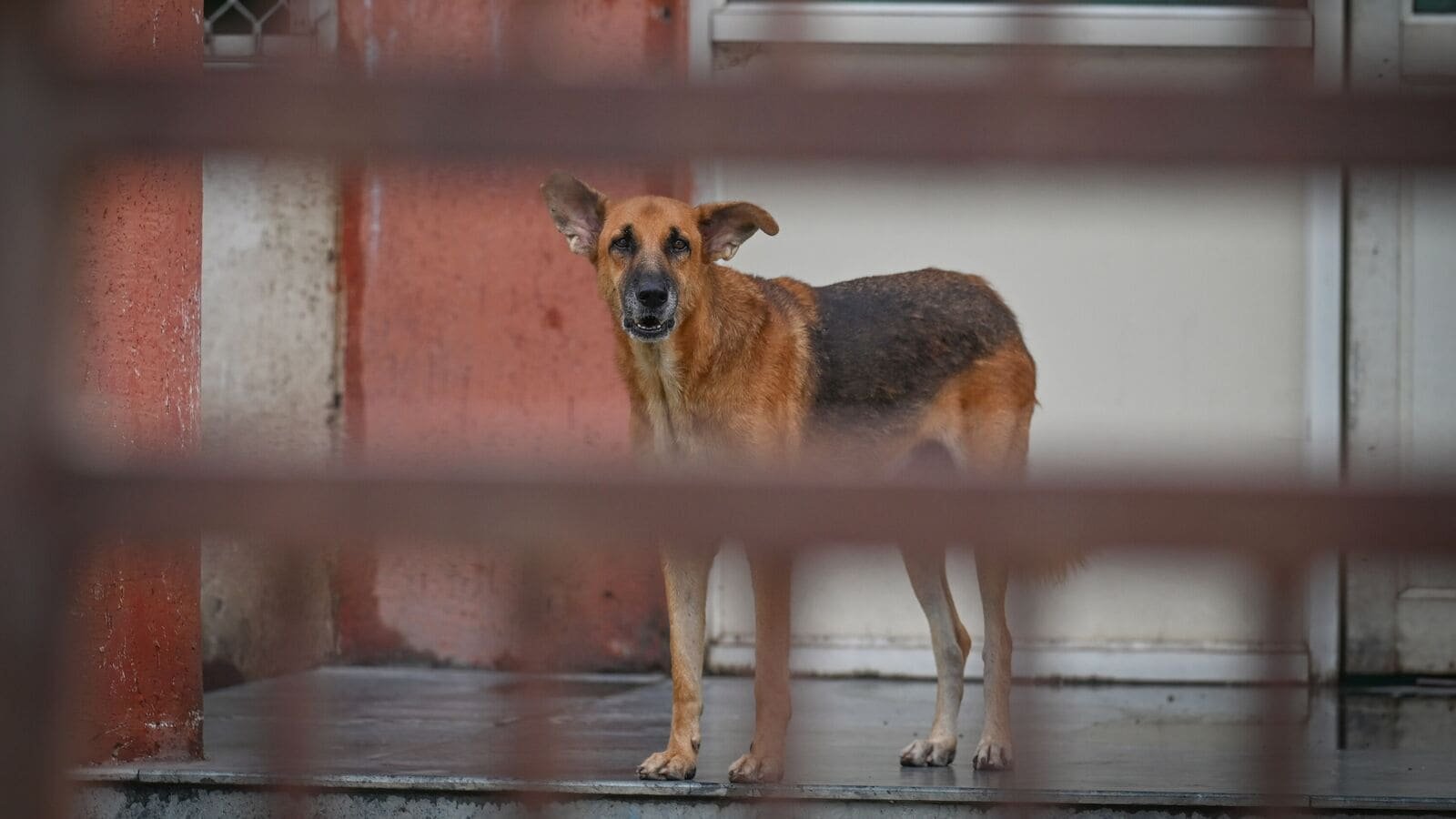 रोहिणी डॉग शेल्टर वीडियो कान्स को 'मिथ्यायपूर्ण स्थिति में' दिखाते हैं, लेकिन पुलिस केवल एक कुत्ता कहती है ... | हम क्या जानते हैं