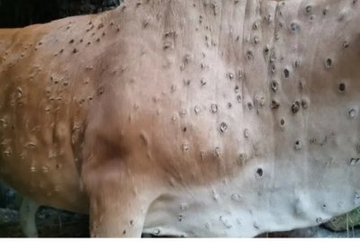 लैंपी रोग पर अपडेट, सेंटर ने कहा कि 10 राज्यों की गाय राजवंश, 28 करोड़ का टीकाकरण