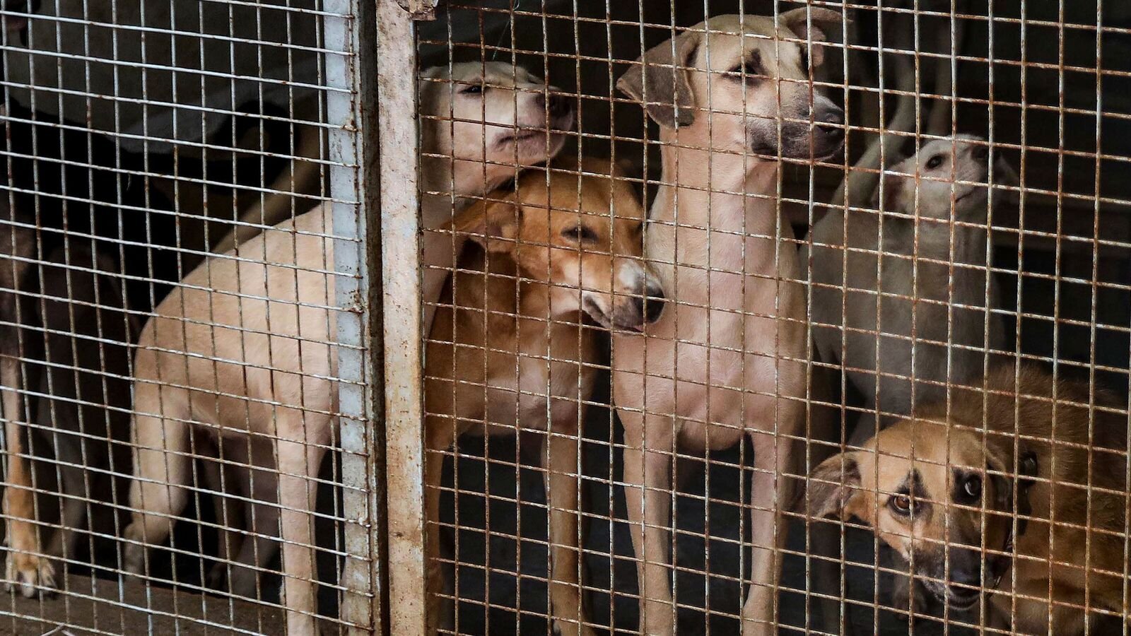 Noida: Stray dogs at a dog shelter at Sector 34 area, in Noida, Gautambuddha Nagar district, Uttar Pradesh, Aug. 11, 2025. The Supreme Court on Monday directed authorities to remove all stray dogs from Delhi-NCR localities and put them in shelters while saying the canines won't return to the streets. (PTI Photo)