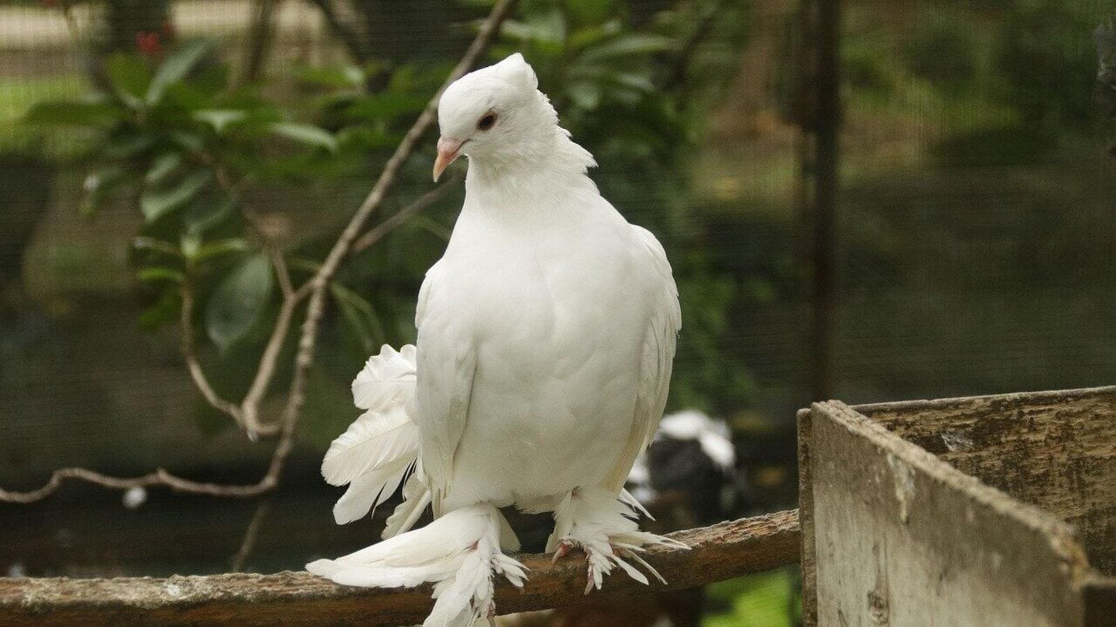 A pigeon was captured in Jammu earlier this week