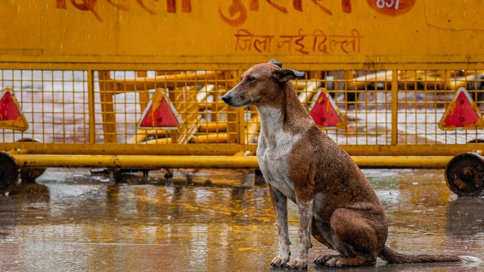 New Delhi: A stray dog sits near a police barricade amid rainfall, in New Delhi, Thursday, Aug. 14, 2025.
