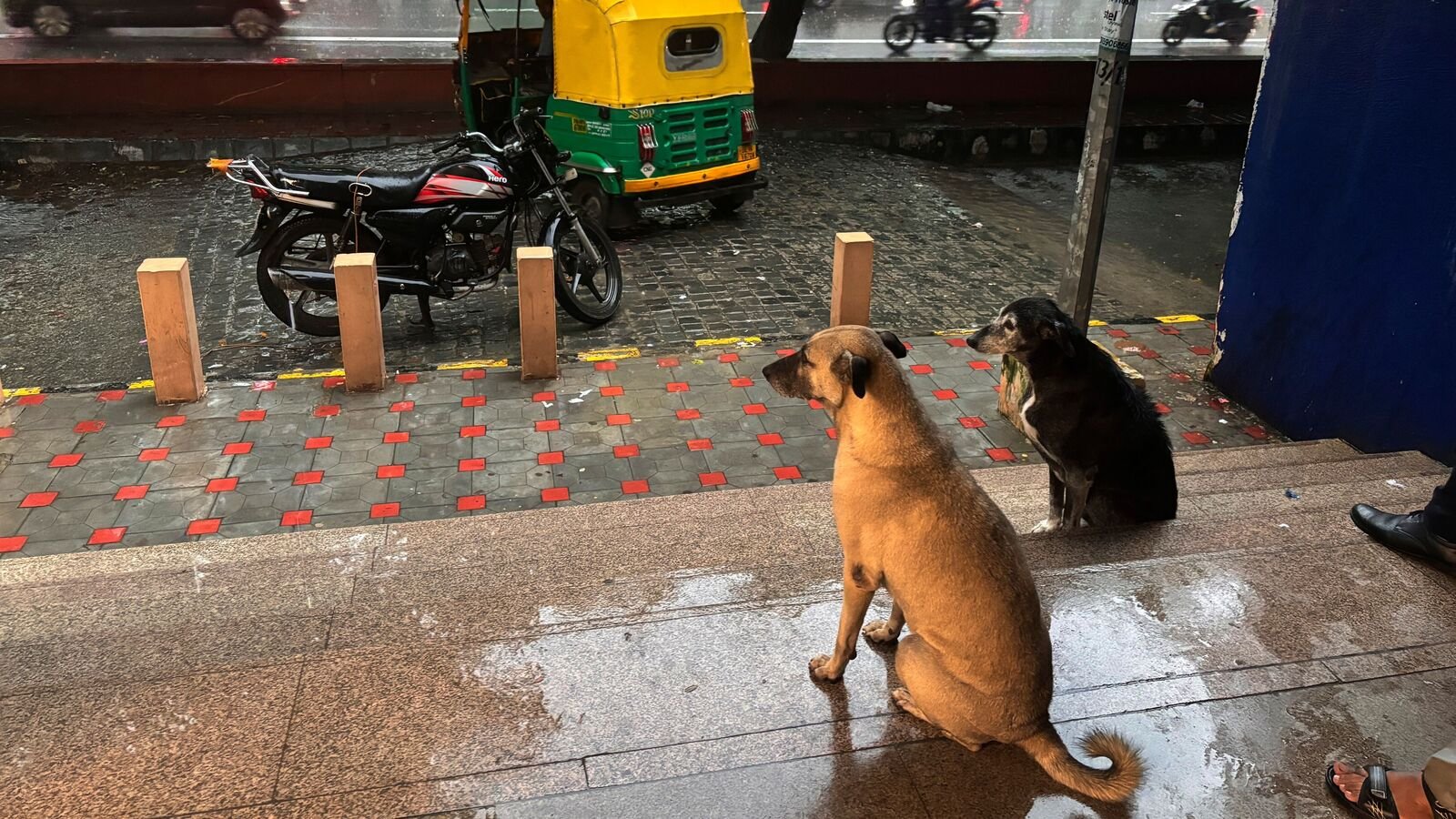 File photo: Stray dogs