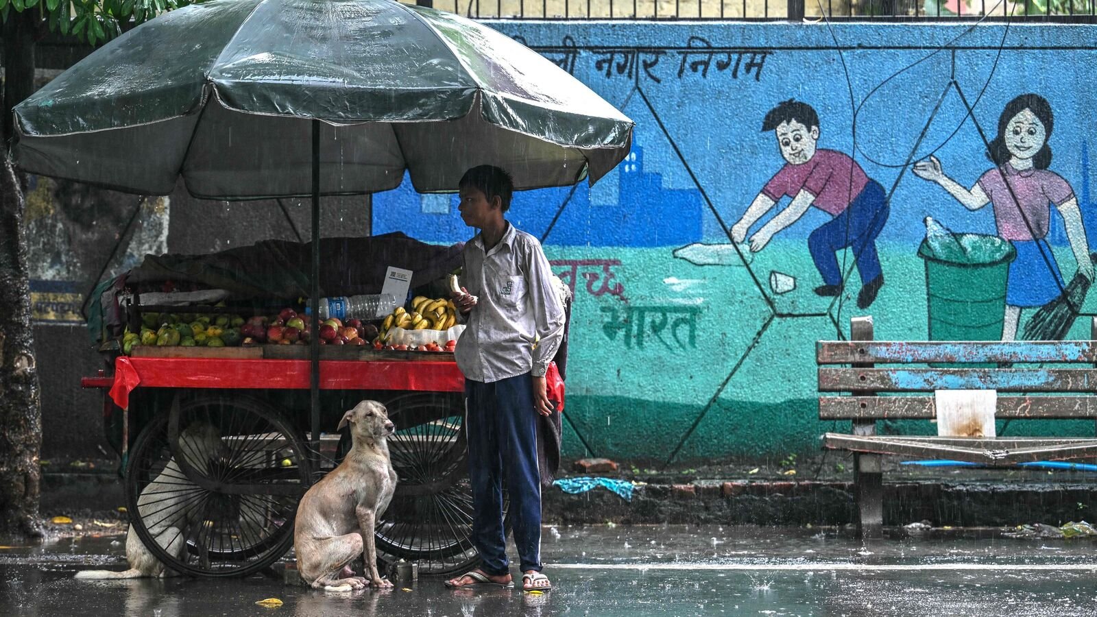 Stray dogs are seen taking shelter under a fruit cart along a road during rainfall in New Delhi. India's Supreme Court on August 11 ordered the removal of tens of thousands of stray dogs from the capital, citing public safety concerns after a surge in dog bites.