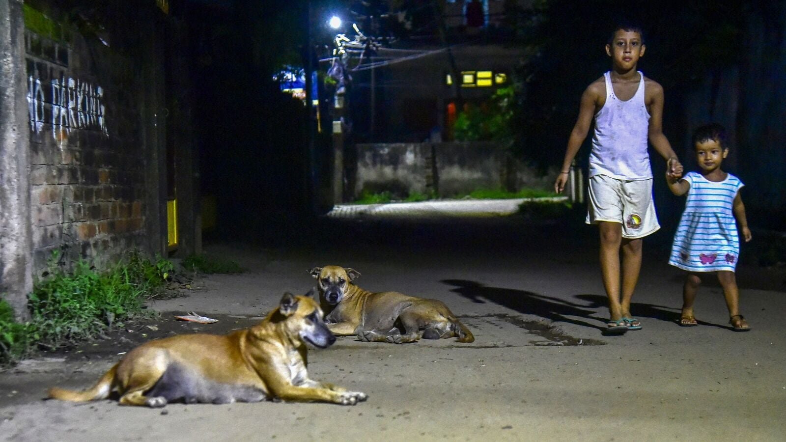 Incidents of stray dog bites and deaths due to them are being reported across India