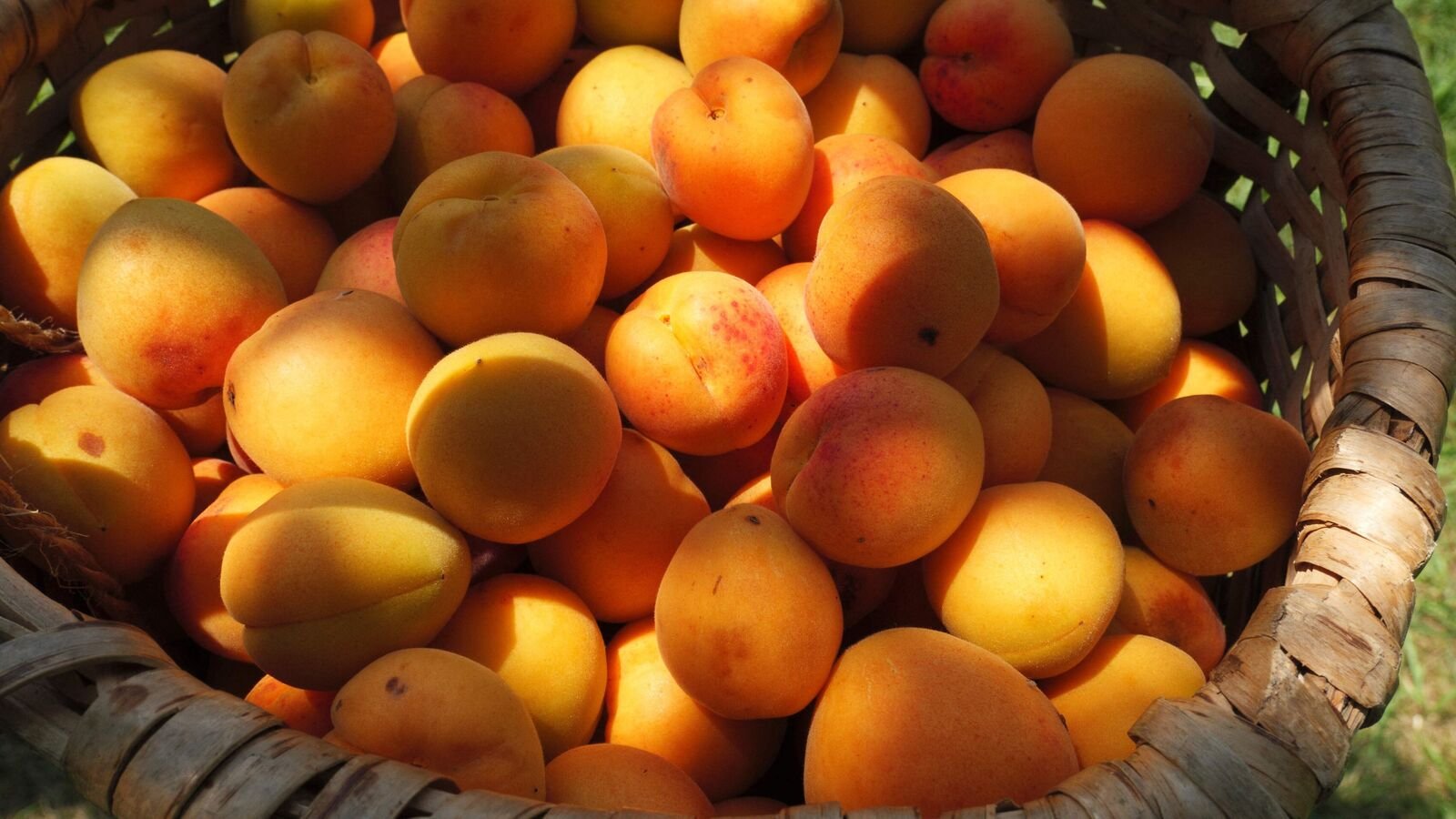 कैसे खुबानी भारत के ठंडे रेगिस्तान को वैश्विक मानचित्र पर डाल रहे हैं