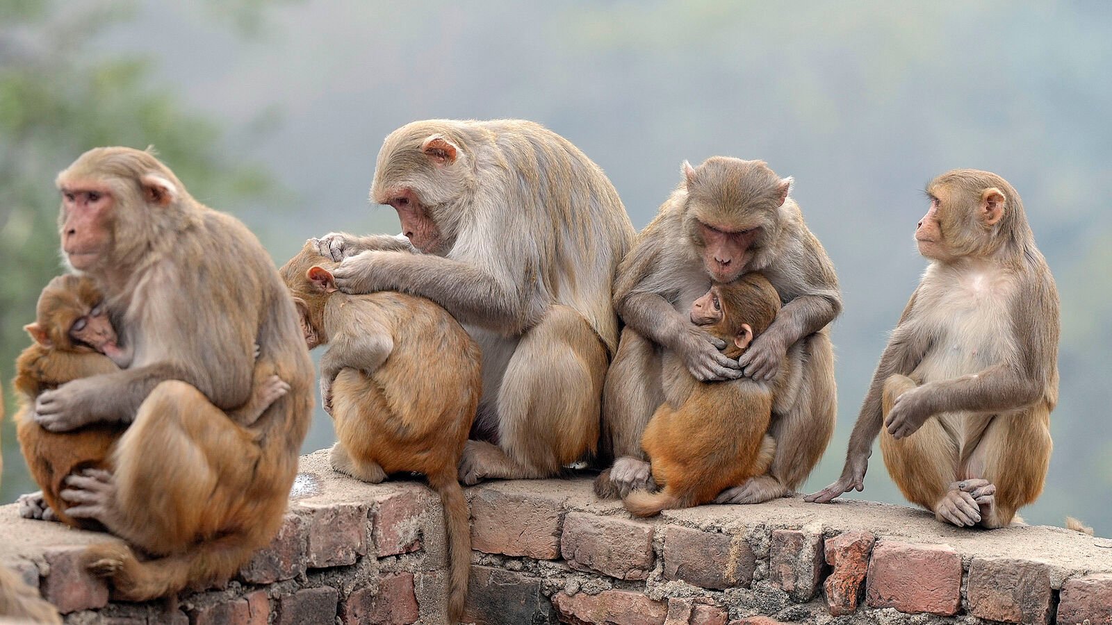 बंदर मुसीबत? मध्य प्रदेश वन विभाग ने पंचायतों को 'फंड' करने के लिए कहा