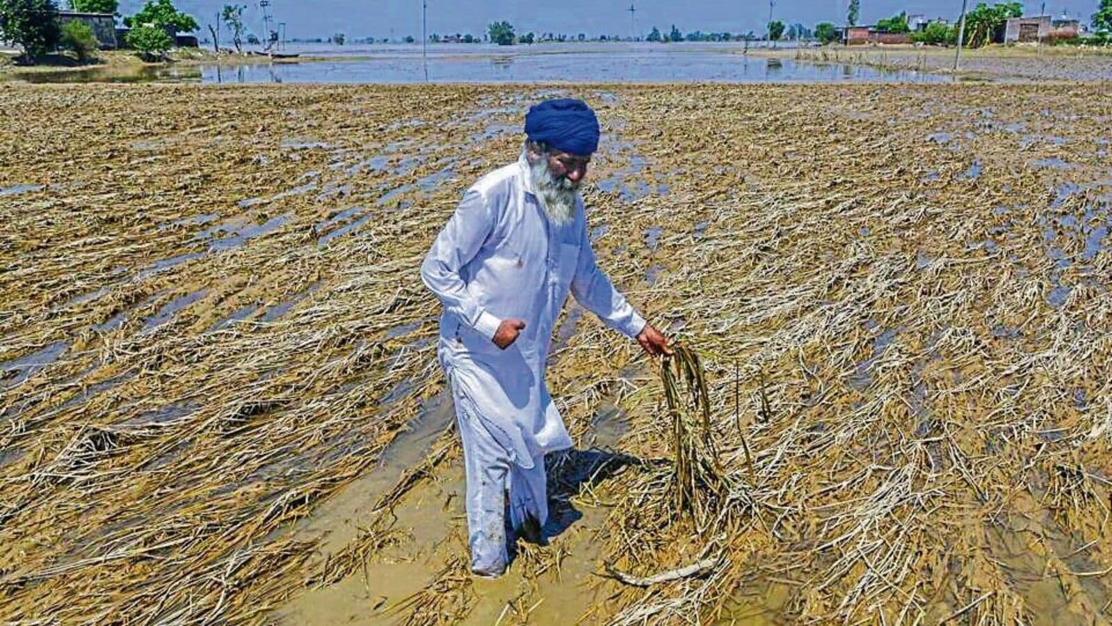 बाढ़ ने पंजाब की खरीफ फसलों को तबाह कर दिया, रबी बुवाई का मौसम